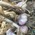 种蒜河北大名小溪精品蒜种，精选品种，优良品质