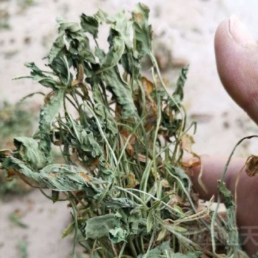 紫花地丁，地丁全草，纯干