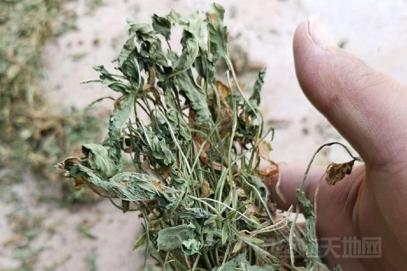 紫花地丁，地丁全草，纯干
