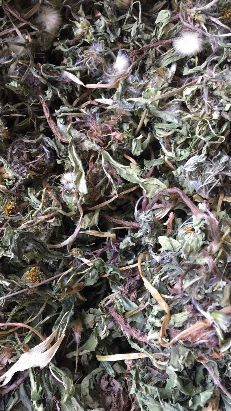 紫花地丁，地丁全草，纯干