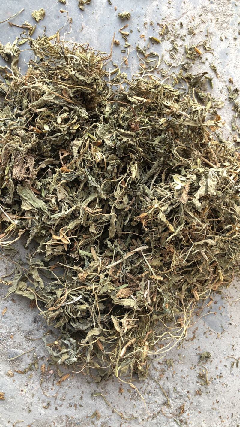紫花地丁，地丁全草，纯干