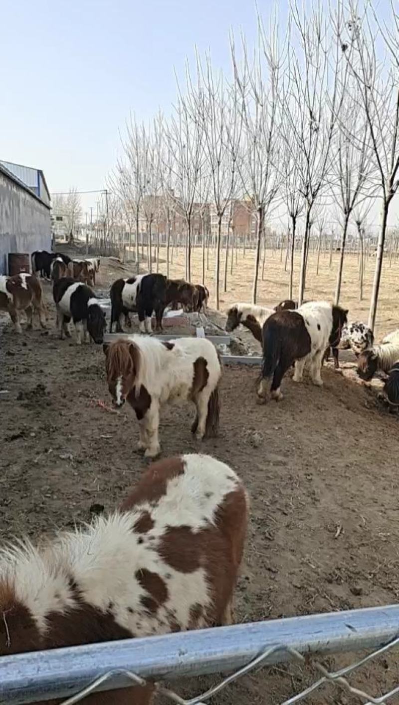 矮马，国产矮马，进口矮马，价格美丽，需要的老板滴滴我