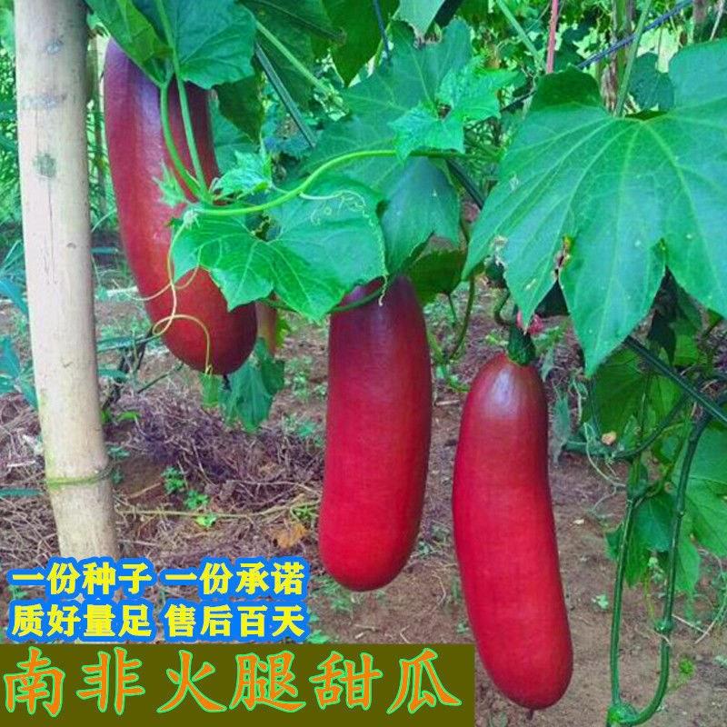 香瓜种子南美火腿香瓜种籽超甜红香蜜甜瓜种子