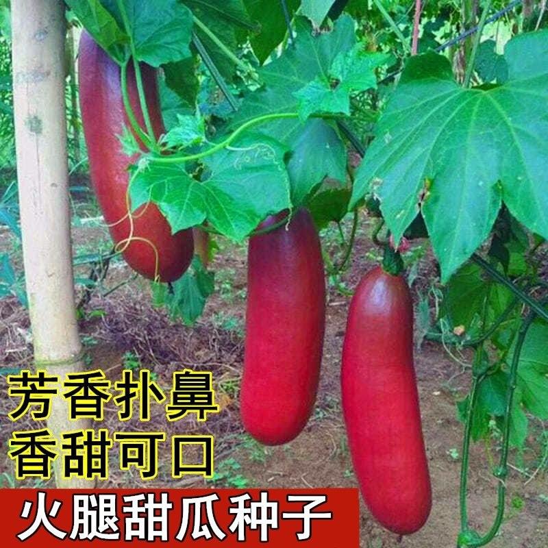香瓜种子南美火腿香瓜种籽超甜红香蜜甜瓜种子