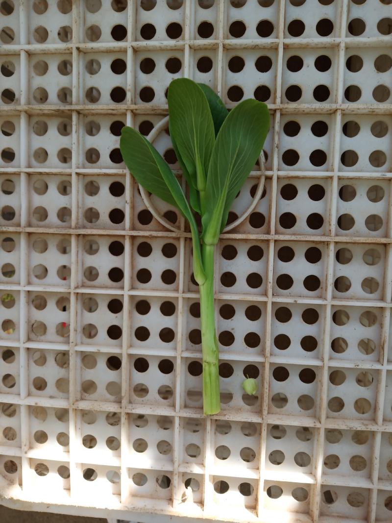 菜苔批发白菜苔油菜苔～青菜苔蔬菜质量好价格便宜货源充足，