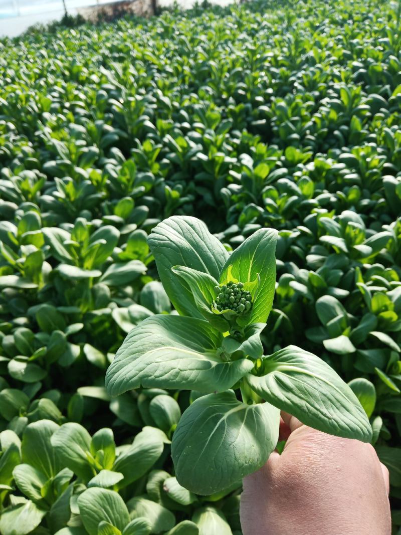 菜苔批发白菜苔油菜苔～青菜苔蔬菜质量好价格便宜货源充足，