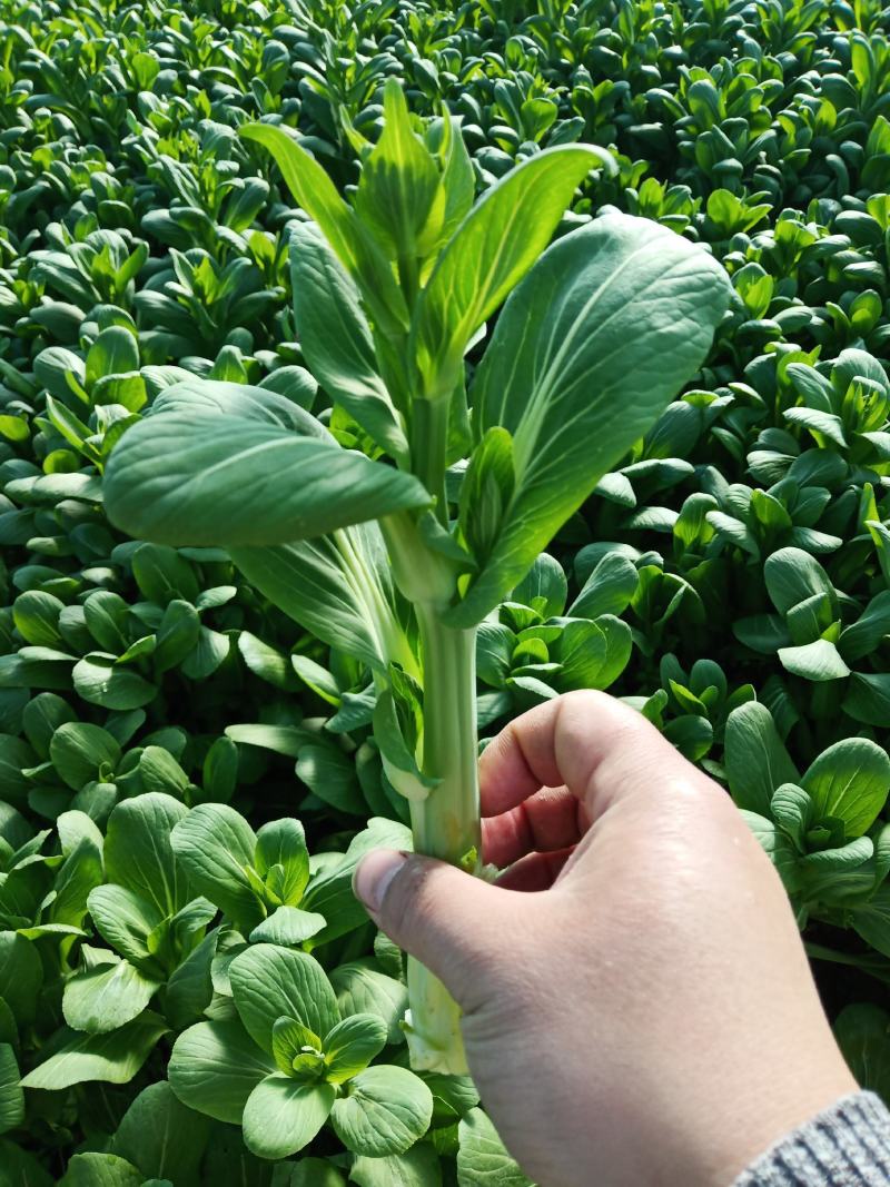 菜苔批发白菜苔油菜苔～青菜苔蔬菜质量好价格便宜货源充足，