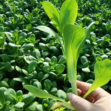 菜苔批发白菜苔油菜苔～青菜苔蔬菜质量好价格便宜货源充足，