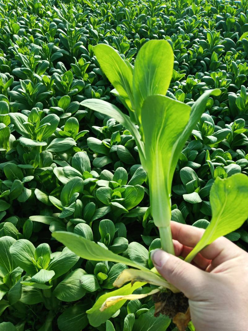 菜苔批发白菜苔油菜苔～青菜苔蔬菜质量好价格便宜货源充足，