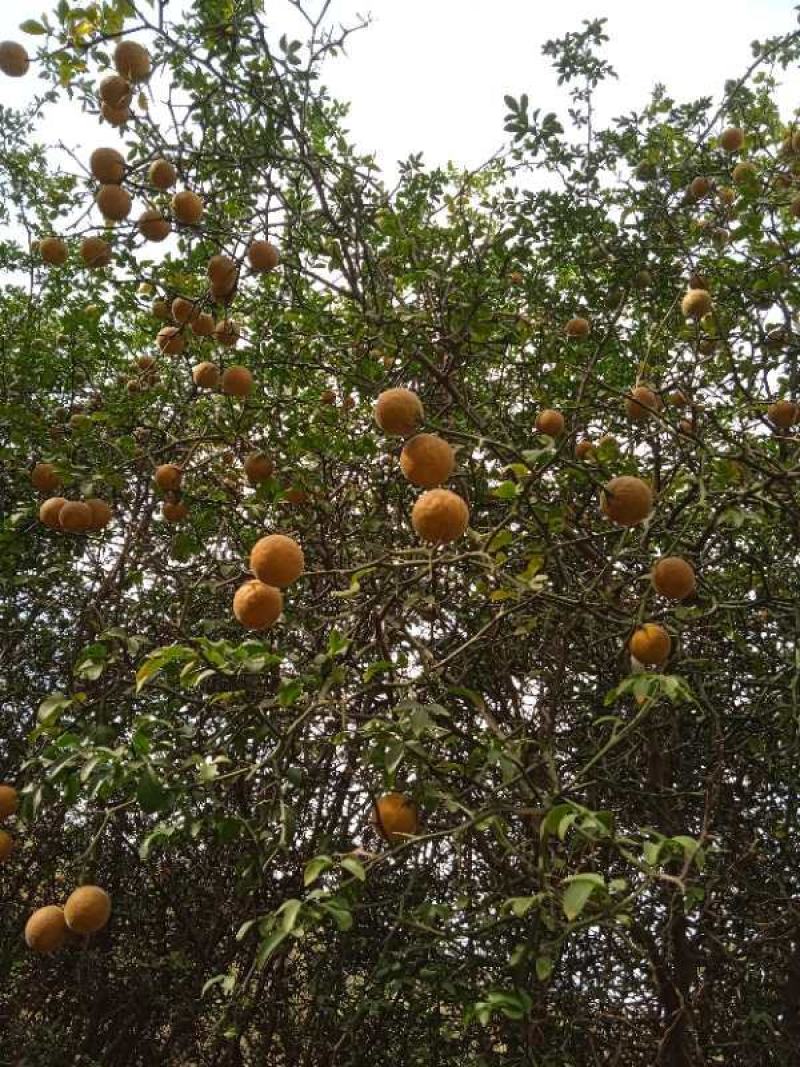 批发积壳种子药用枳壳量大价格便宜积壳苗根系发达