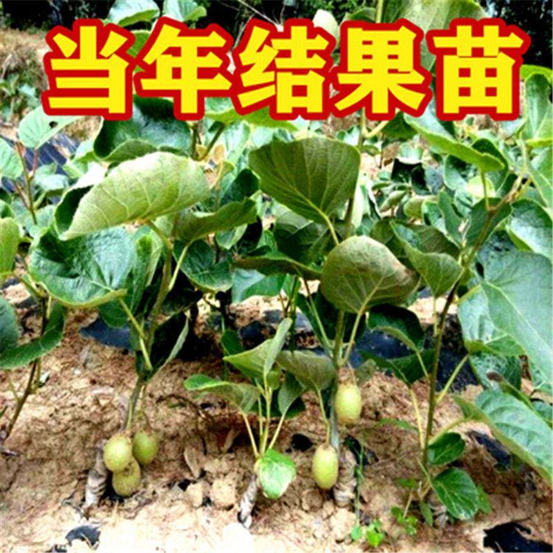 猕猴桃树苗红心猕猴桃嫁接果树苗盆栽地栽南北方种植当年结果