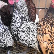 观赏鸡养殖波兰鸡鸡价格黑白花波兰鸡