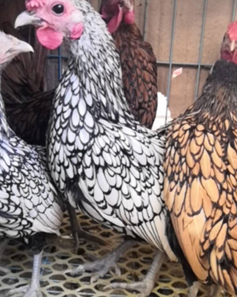 观赏鸡养殖波兰鸡鸡价格黑白花波兰鸡