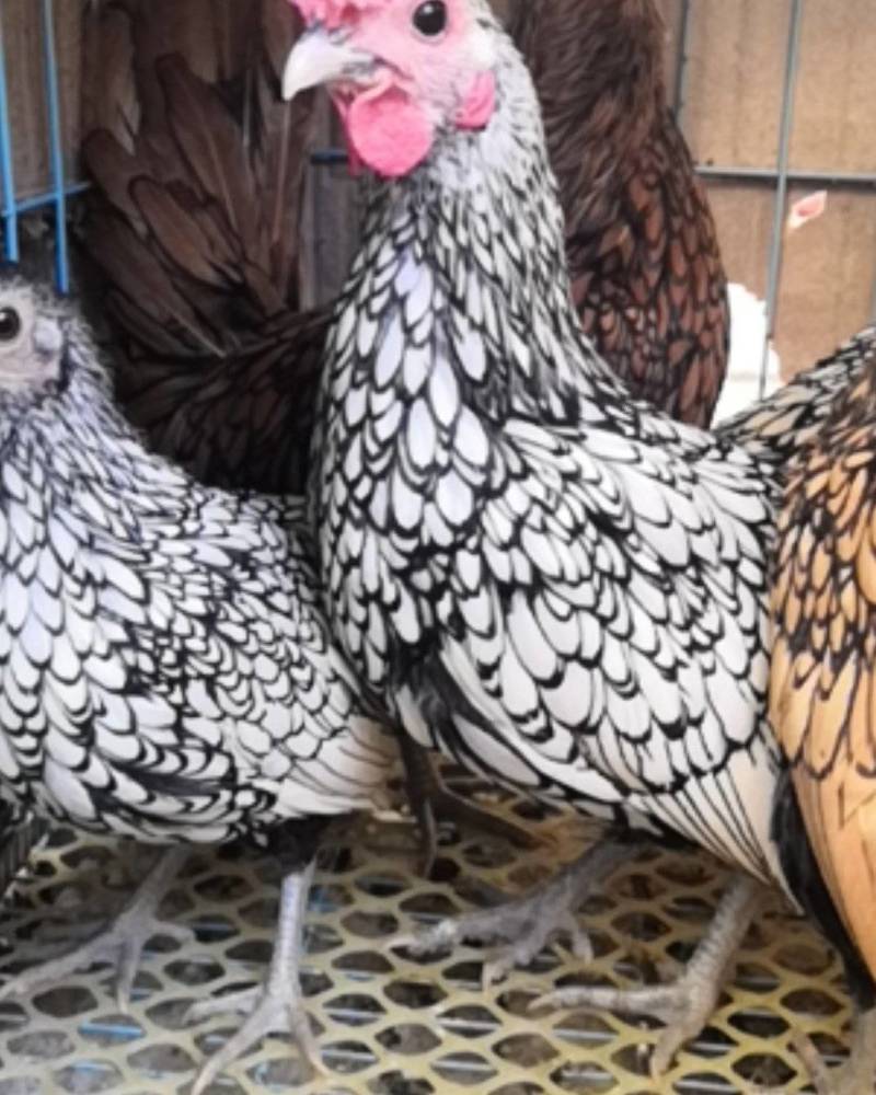 观赏鸡养殖波兰鸡鸡价格黑白花波兰鸡