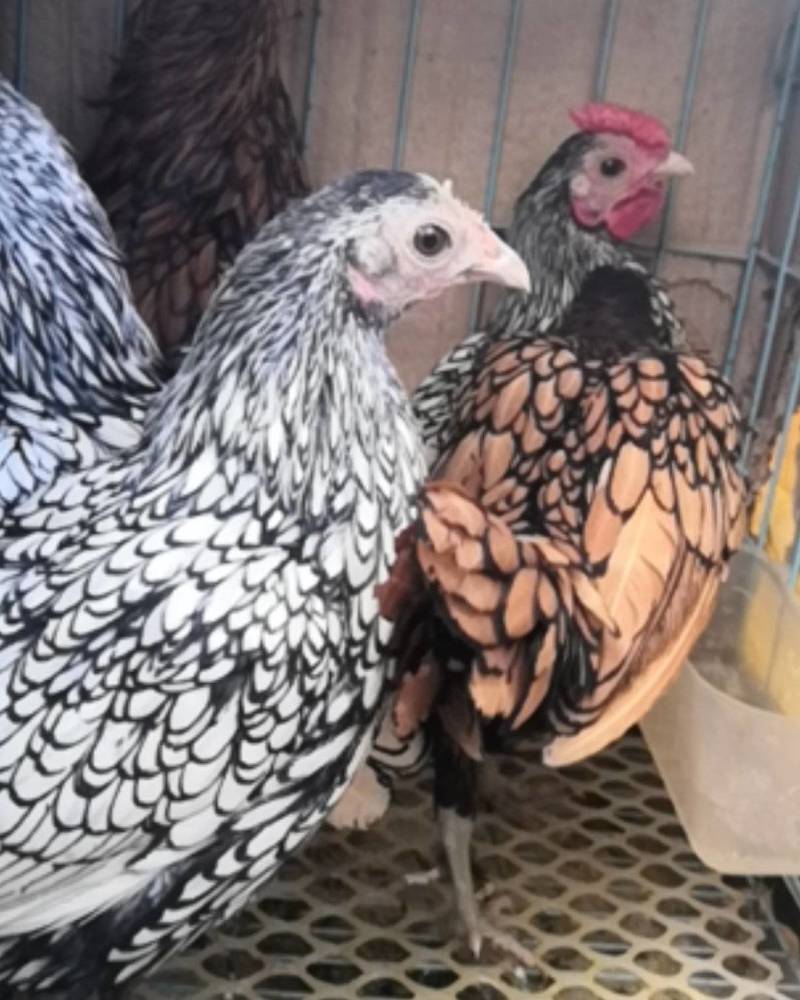 观赏鸡养殖波兰鸡鸡价格黑白花波兰鸡