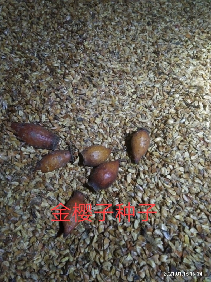 金樱肉产地直销中后期金樱肉。。。。。。。。。。。