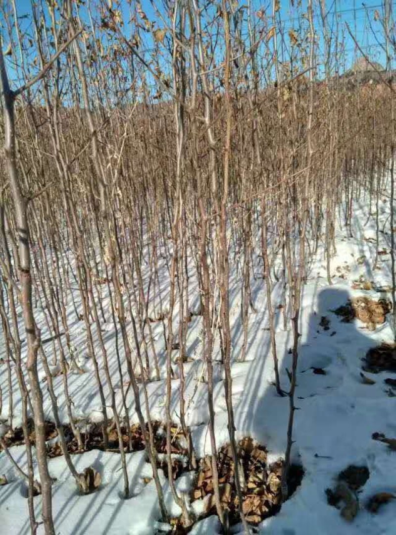 一二三苹果苗，K九香果苗，各种海堂苗，季子苗，沙果苗，