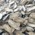 【热销】黄金牛蒡片全规格质量保证品种多样诚信交易