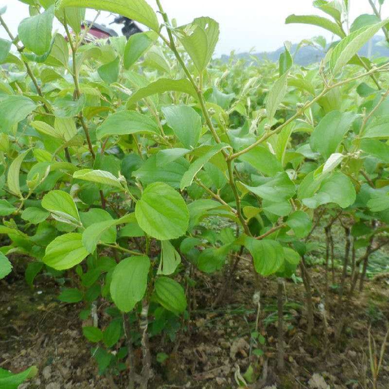 枣树嫁接苗台湾牛奶大青枣树苗特大南方盆栽地栽青枣苗