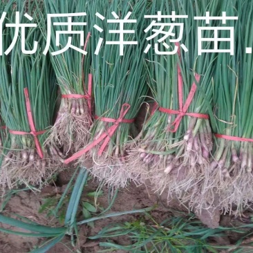 自育精品洋葱苗，有育苗基地，货源充足，对接全国各地客商！