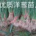 自育精品洋葱苗，有育苗基地，货源充足，对接全国各地客商！