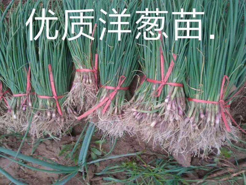 自育精品洋葱苗，有育苗基地，货源充足，对接全国各地客商！