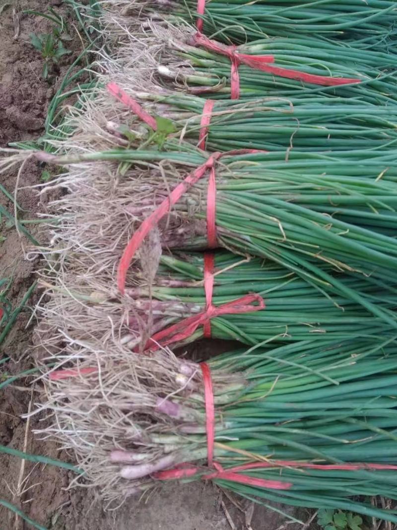 自育精品洋葱苗，有育苗基地，货源充足，对接全国各地客商！