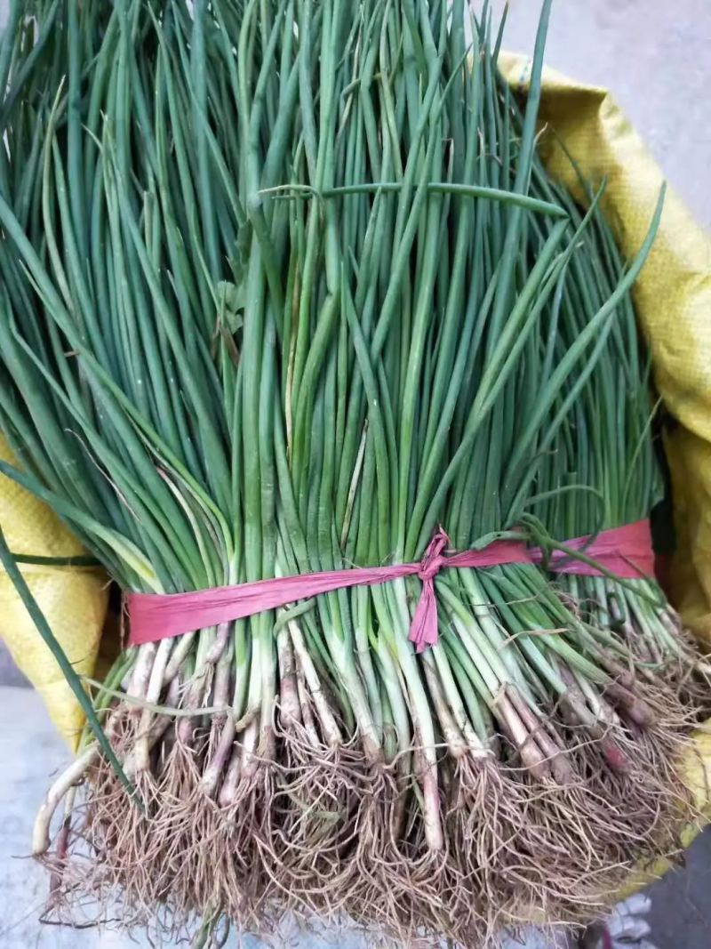 自育精品洋葱苗，有育苗基地，货源充足，对接全国各地客商！