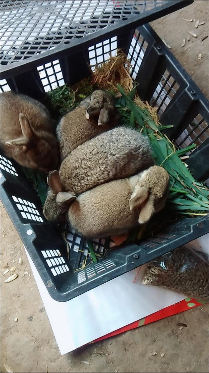 兔苗，巨兔种苗！包活保健康，快速发货！