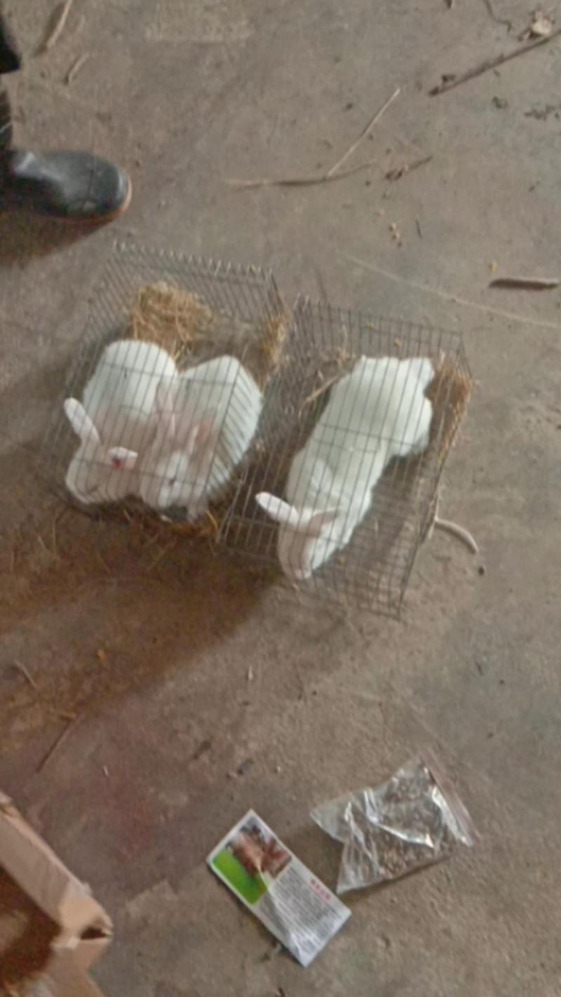兔苗，巨兔种苗！包活保健康，快速发货！