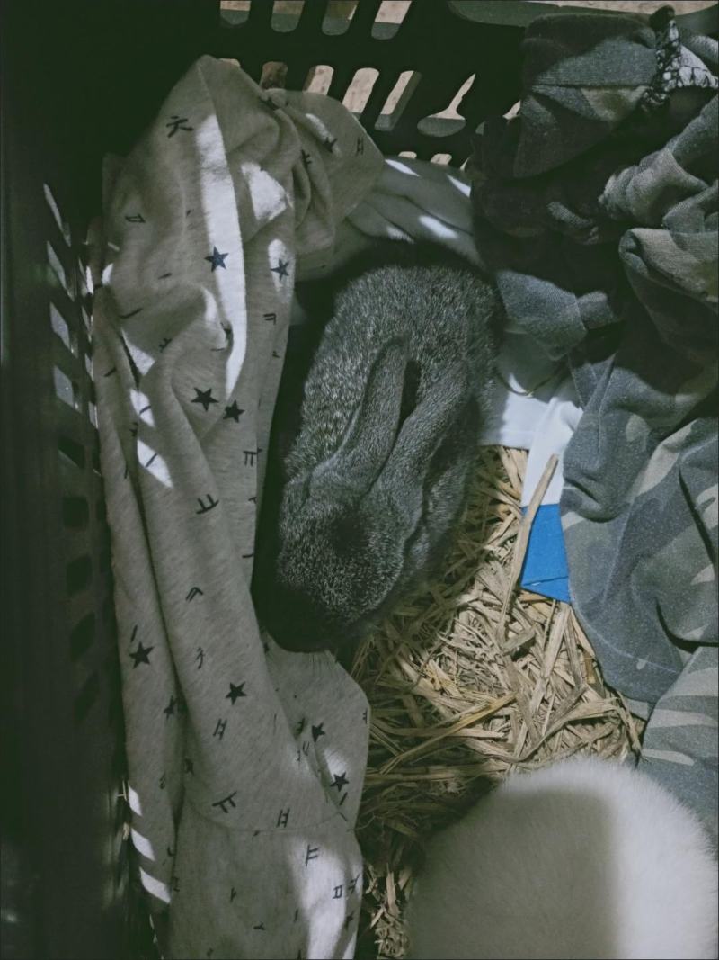 兔苗，巨兔种苗！包活保健康，快速发货！