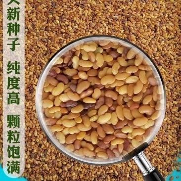 草头种籽金花菜菜籽上海草头种子草头菜种籽