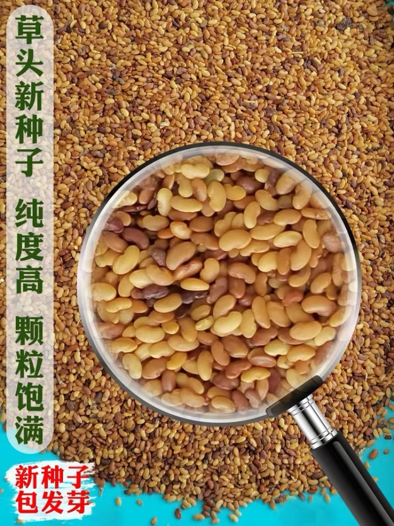 草头种籽金花菜菜籽上海草头种子草头菜种籽