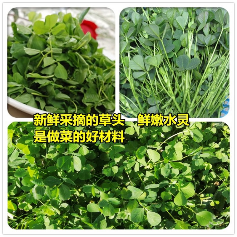 草头种籽金花菜菜籽上海草头种子草头菜种籽
