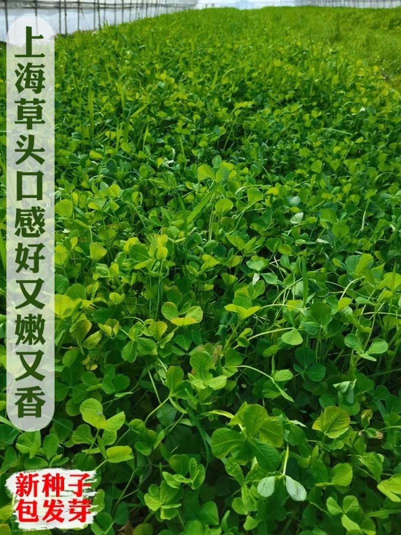 草头种籽金花菜菜籽上海草头种子草头菜种籽