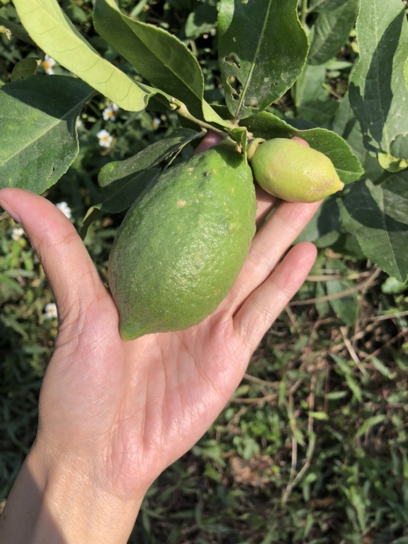 台湾香水柠檬树苗，无籽柠檬青柠檬广东香水柠檬苗