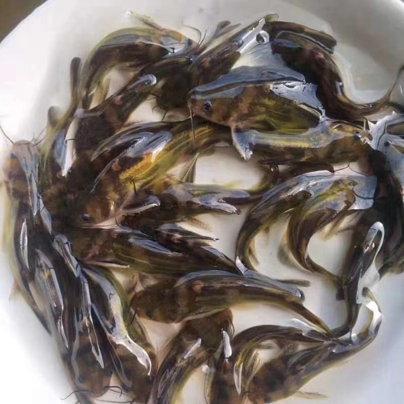 优质黄骨鱼苗。量大从优！
