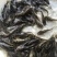优质黄骨鱼苗。量大从优！