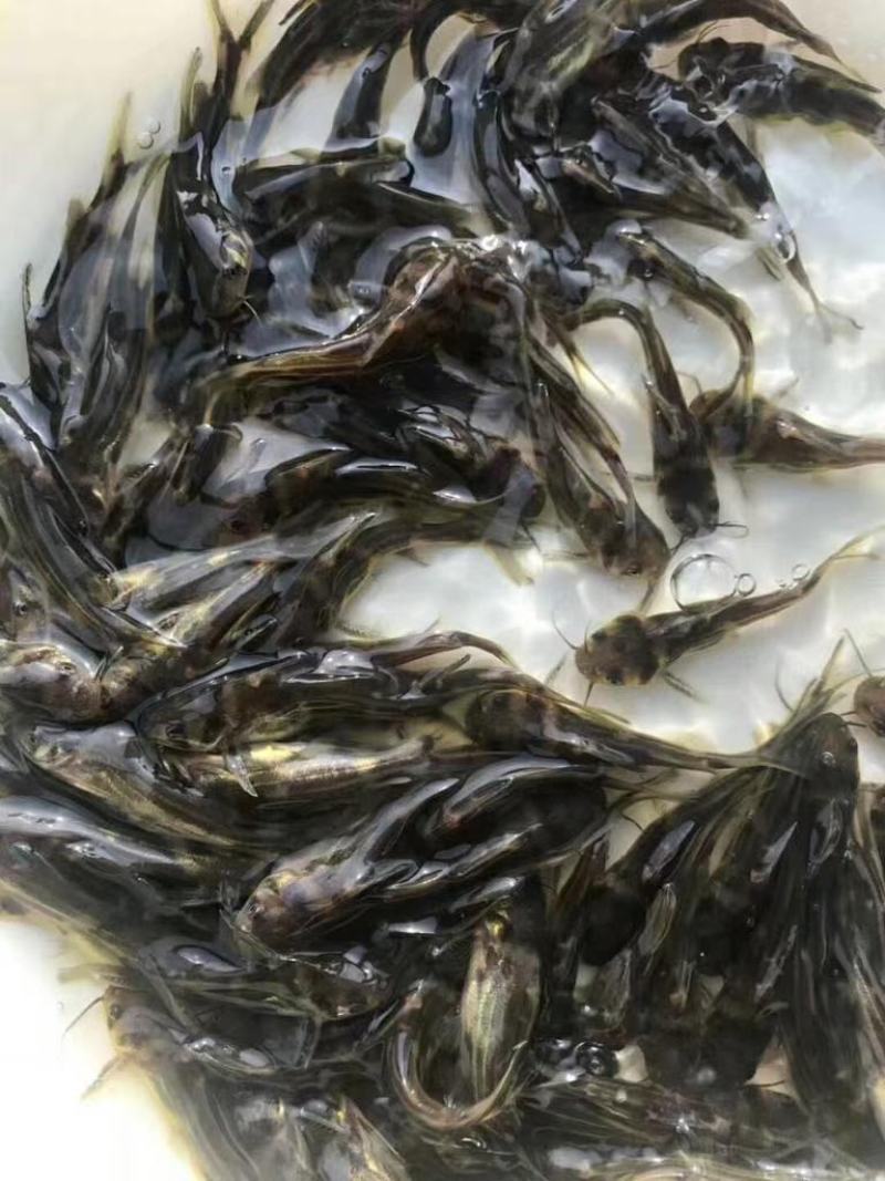 优质黄骨鱼苗。量大从优！