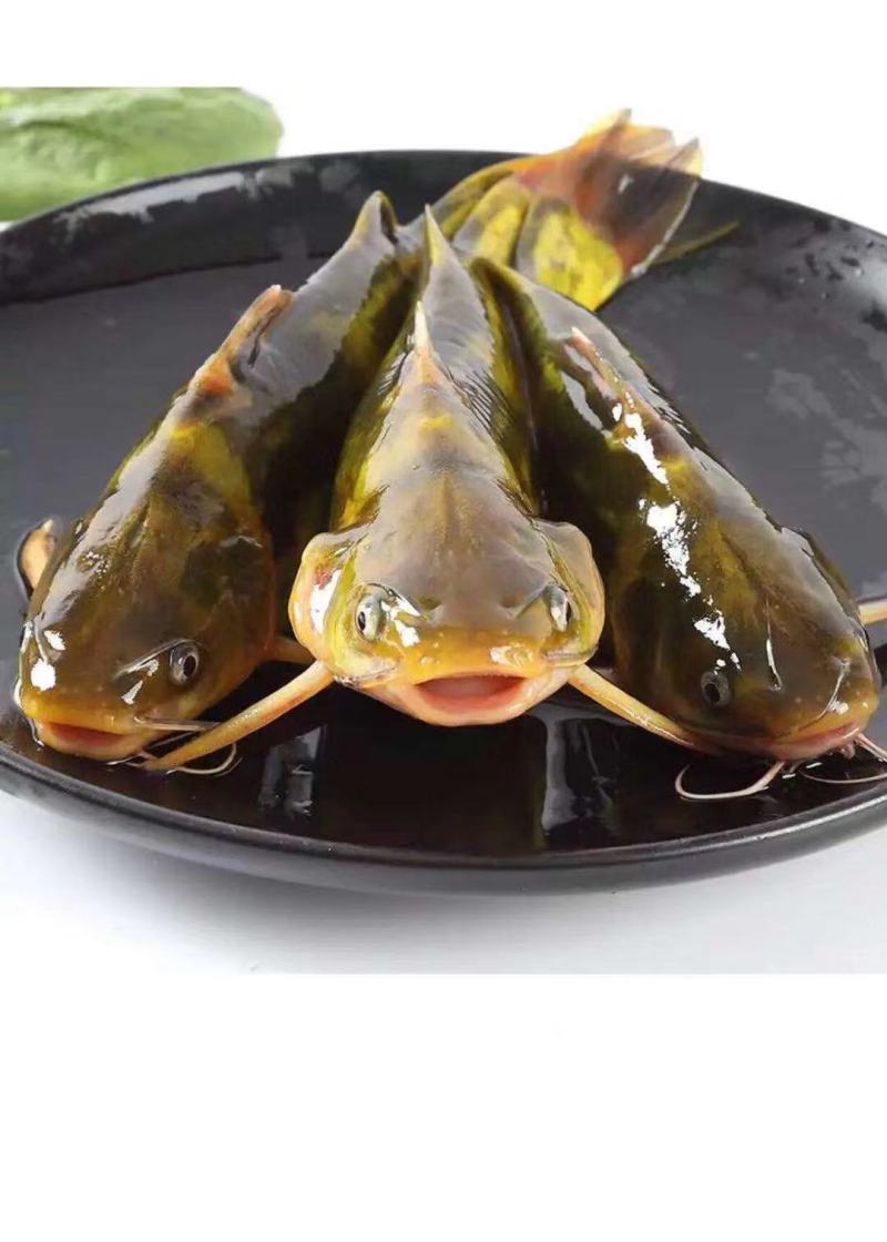 优质黄骨鱼苗。量大从优！