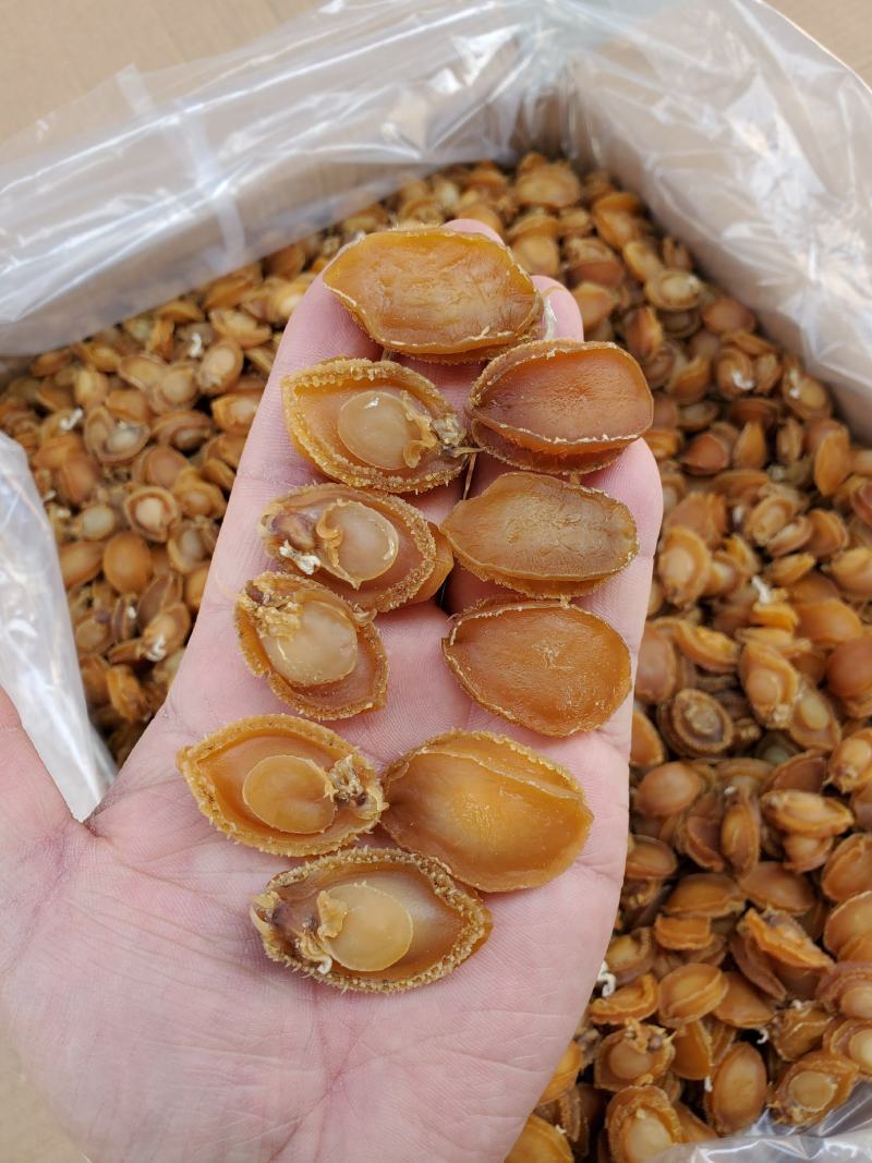 鲍鱼干，广西北海厂家直销，100头左右的鲍鱼，适合酒席