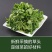 草头种籽金花菜菜籽上海草头种子草头菜种籽