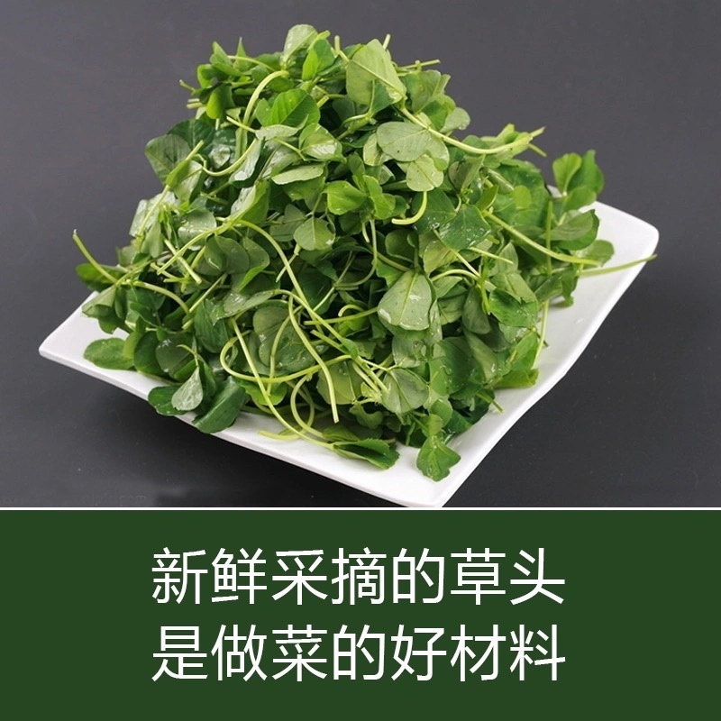 草头种籽金花菜菜籽上海草头种子草头菜种籽