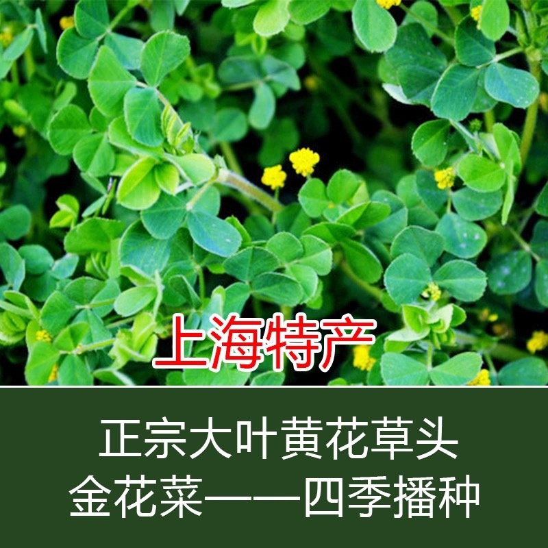 草头种籽金花菜菜籽上海草头种子草头菜种籽