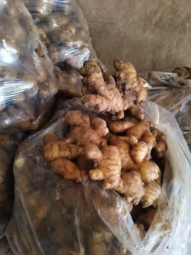 山东省沂水优质368高产生姜种，小黄姜种，需要的联系。