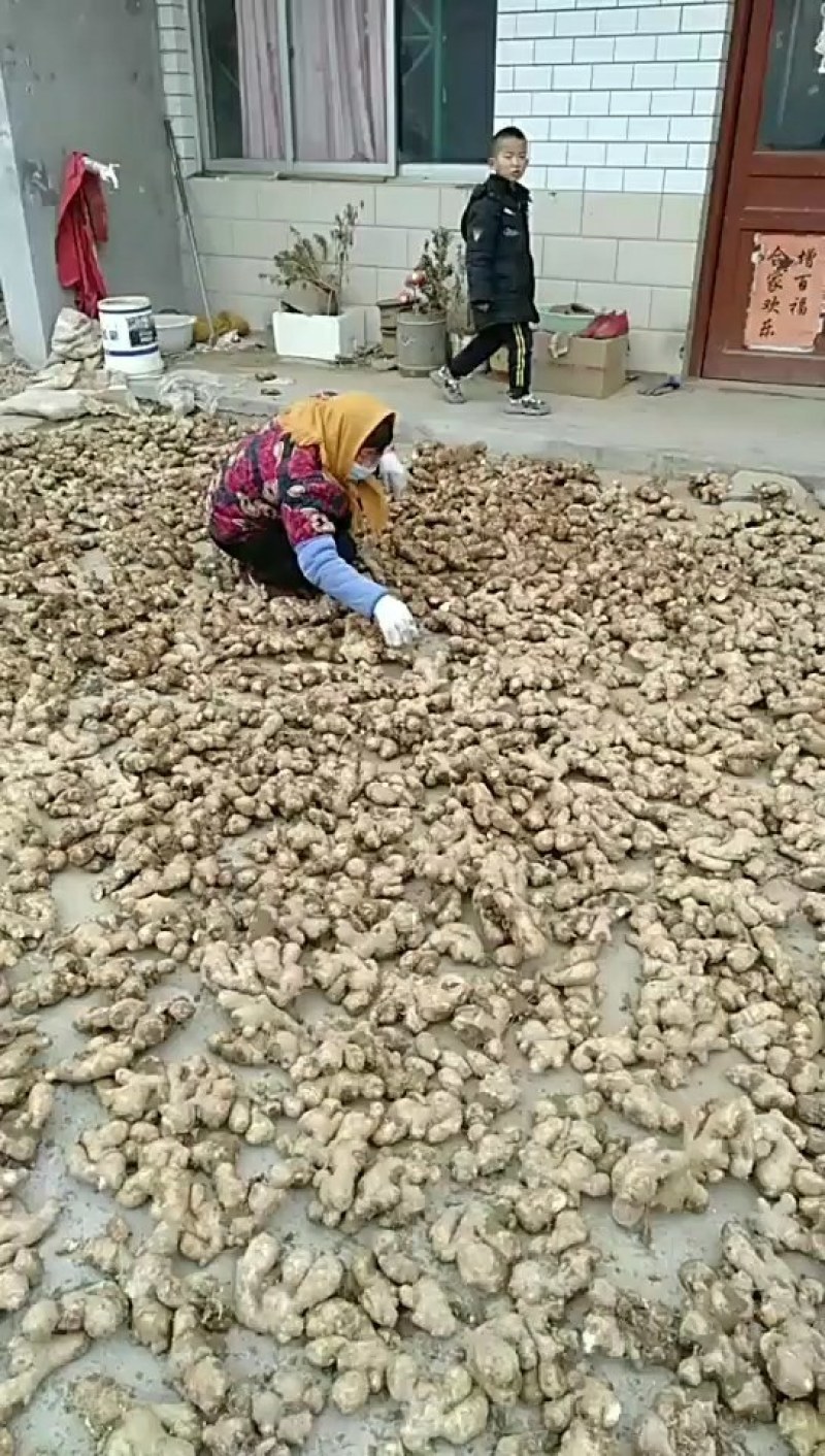 山东省沂水优质368高产生姜种，小黄姜种，需要的联系。