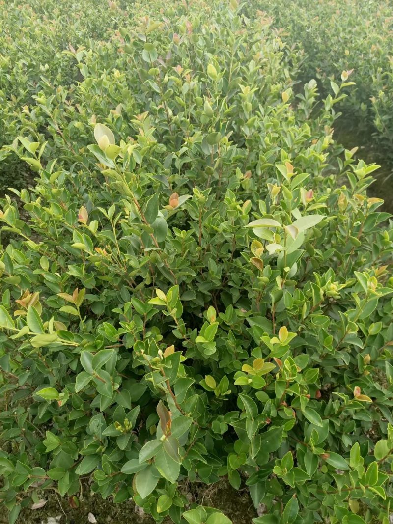 长林系高产嫁接油茶树苗热卖中，好苗先走需要的老板赶紧砸单