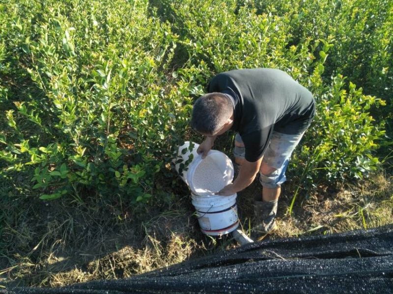 长林系高产嫁接油茶树苗热卖中，好苗先走需要的老板赶紧砸单