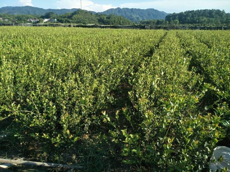 长林系高产嫁接油茶树苗热卖中，好苗先走需要的老板赶紧砸单