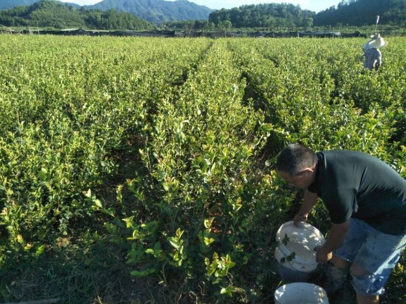 长林系高产嫁接油茶树苗热卖中，好苗先走需要的老板赶紧砸单